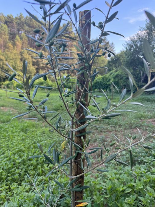 Terreno para Venda