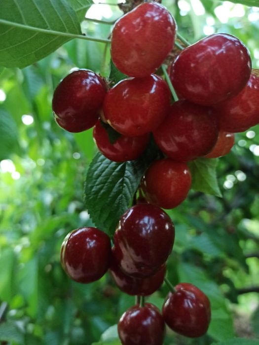 Caixas de cerejas excelente qualidade para entrega