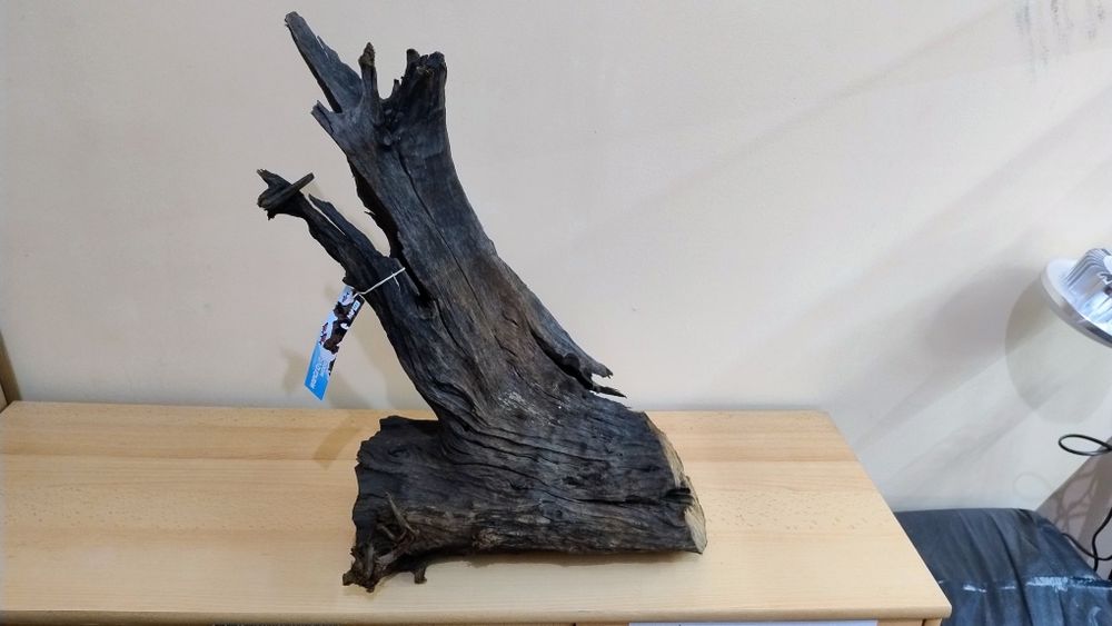 Korzeń mangrowca 40x21x51