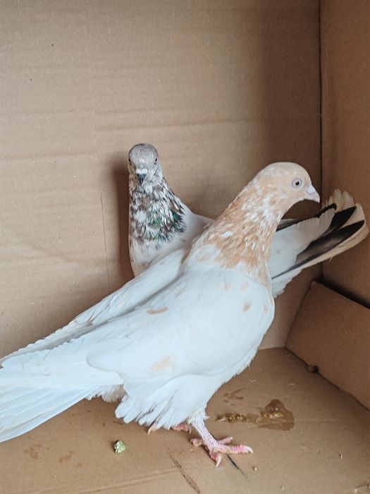 Budapeszt wysokolotny