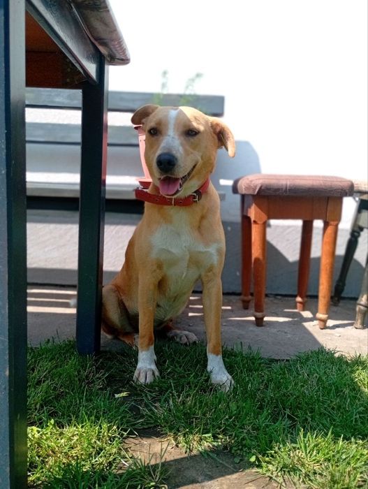 Собачка Лілі шукає дім