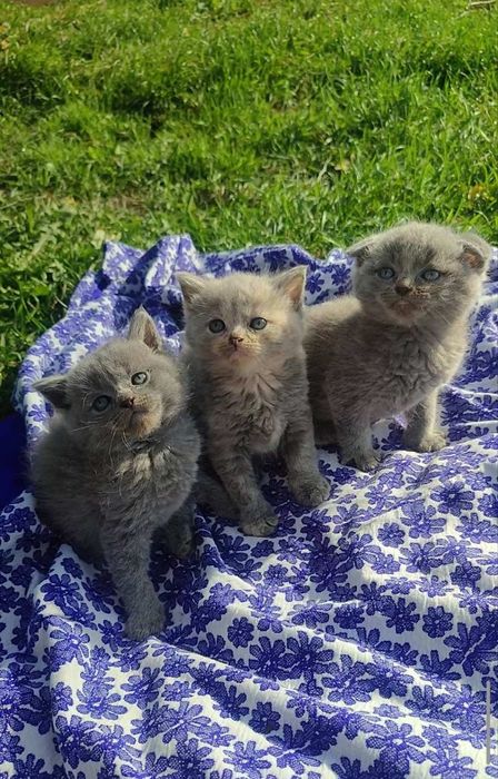 Сладенькие шотланские котята