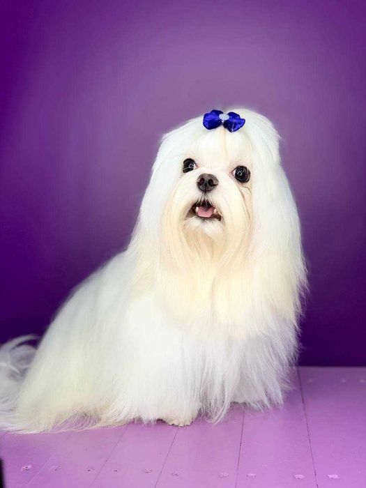 Мальтезе цуценята