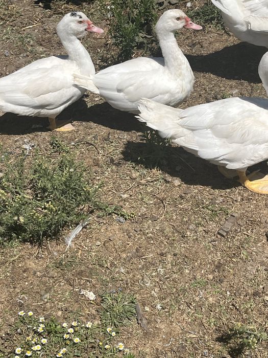 Patos mudos para venda