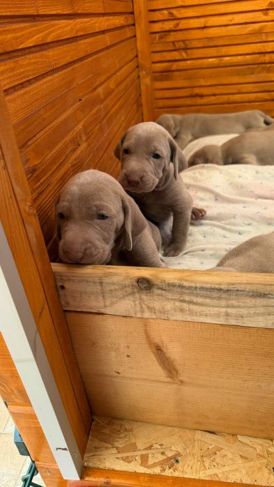 Weimaraner com lop