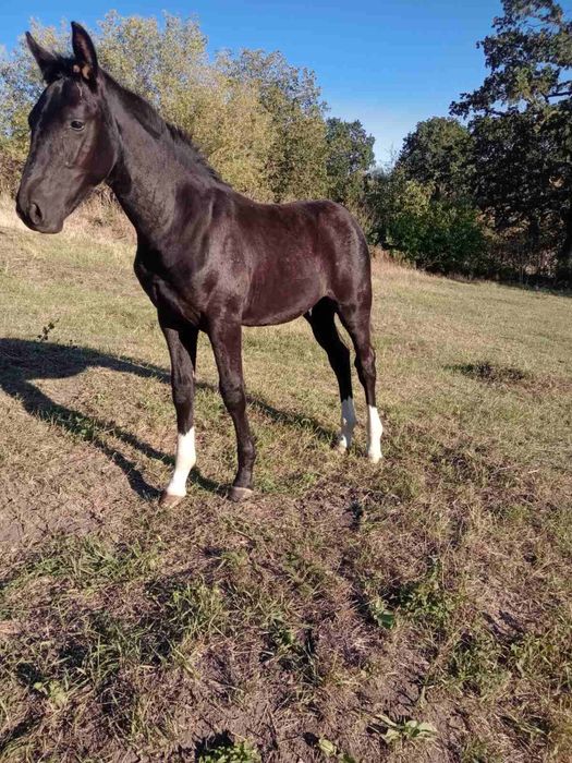 Жеребець  6міс Піщанка