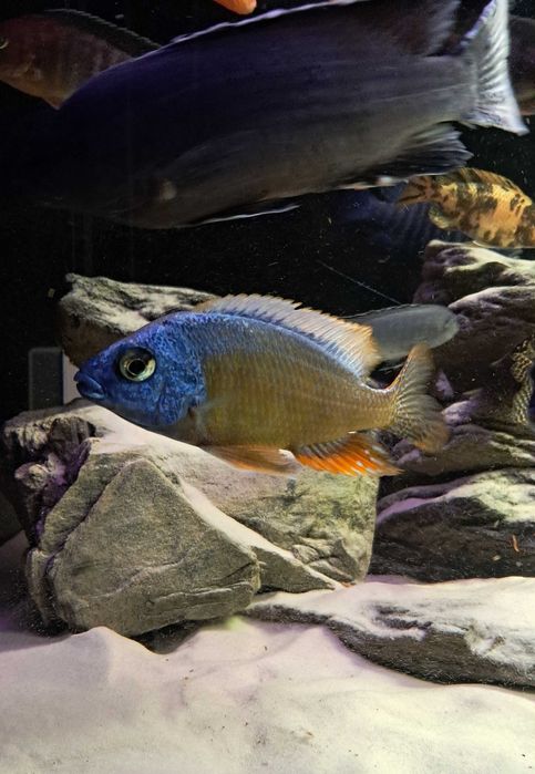 pyszczaki sprzedaż/zamiana