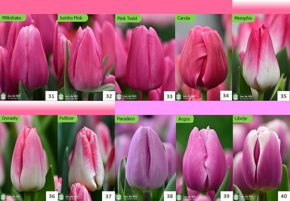 ТЮЛЬПАН Український ОПТ