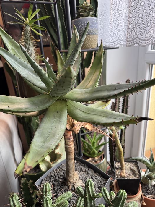Aloes uzbrojony- Aloe Ferox rzadki okaz!