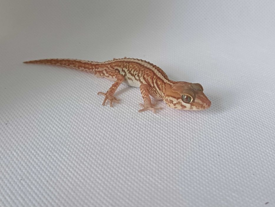 Gekon Madagaskarski nr ref. PP0207