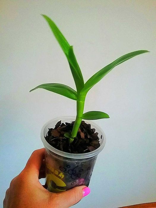 Орхідеї, дендробіум Нобіле білого  кольору