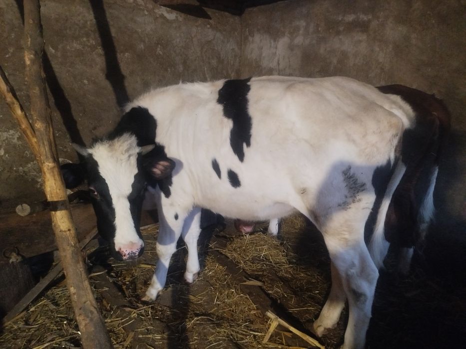 Продам телицю на 5 місяці