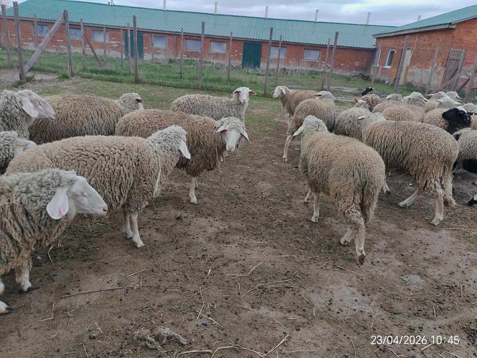 Мериноландшаф ЖИТОМИР Вівці Баран Вівцематки Овцы
