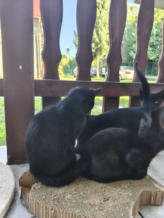 Kotki do adopcji