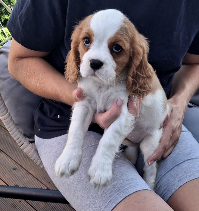 Suczka Cavalier King Charles Spaniel