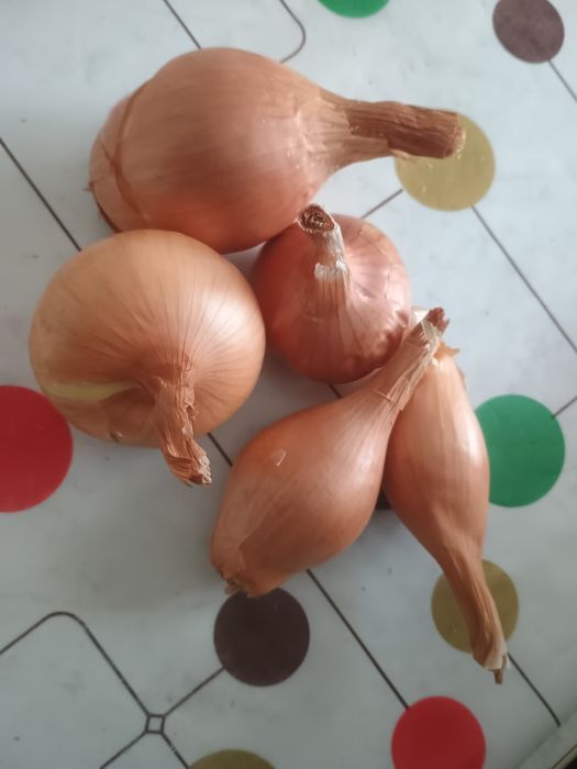 Продам домашню цибулю