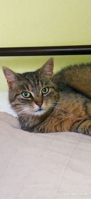 Starsza kotka do adopcji