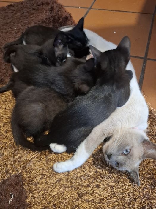 Adoção de cadela e gatinhos