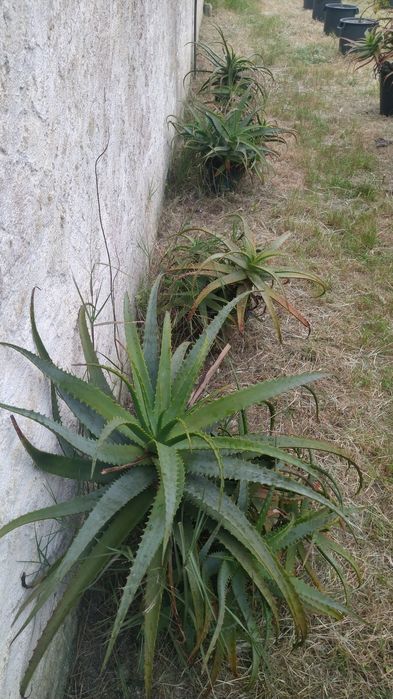 Aloés Prontas A Produzir