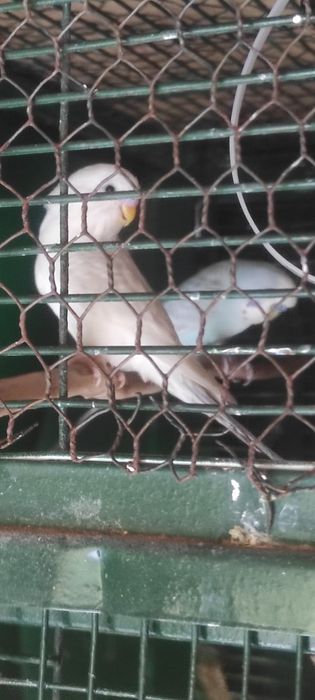 Piriquitos australianos