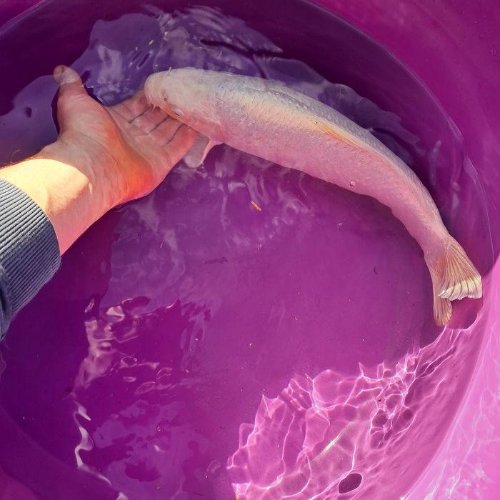 Carpa Koi Purachina Japonesa