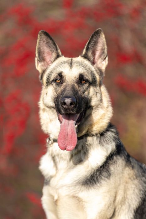Цуценята ВЕО, Східноєвропейська вівчарка, приплід 2026 лютий-березень