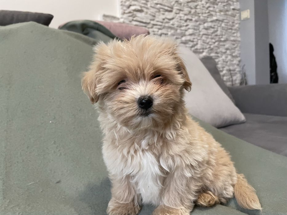 Maltipoo suczka mini