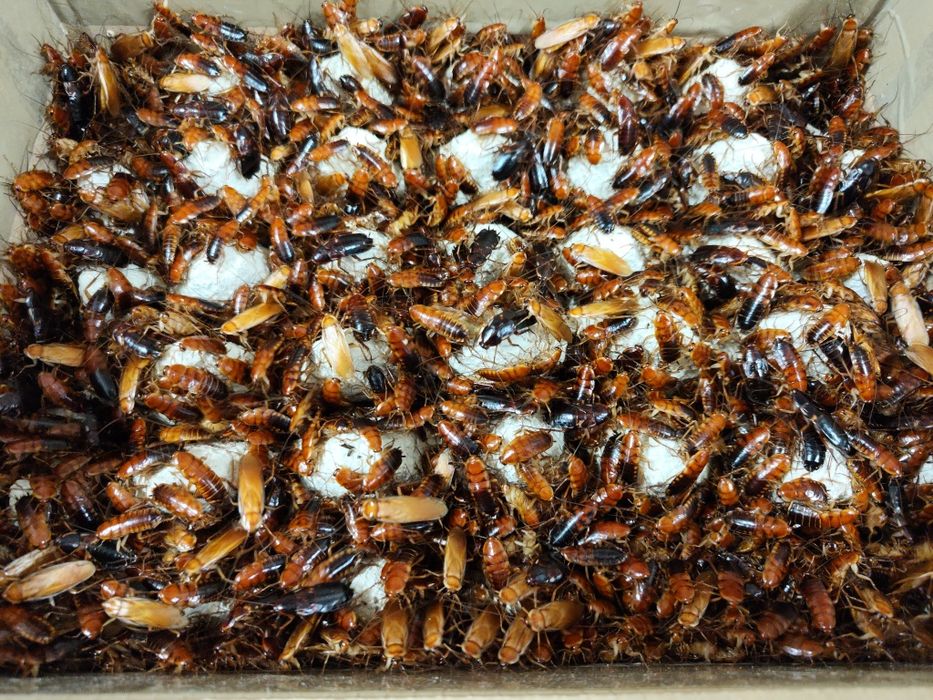 Pakiet karaczanów tureckich i macznik