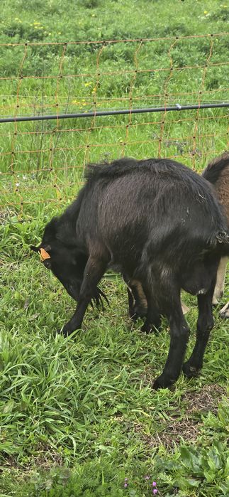 Vendo pequeno rebanho de cabras