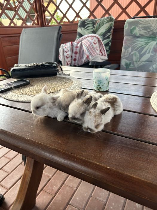 Miniaturki mini lop