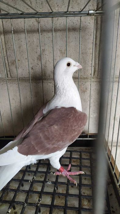 Gołebie pocztowe w roznych barwach