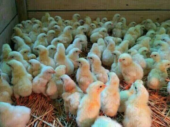 Яйце інкубаційне БРОЙЛЕРА Арбор Айкрес