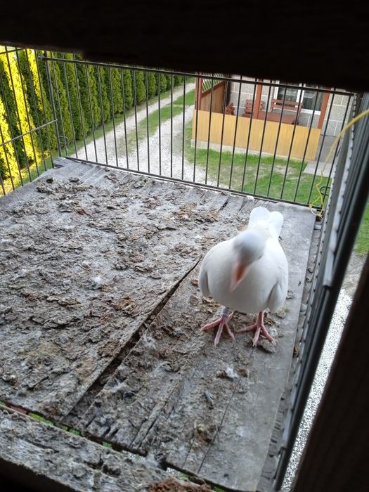 Sprzedam białe młode gołębie