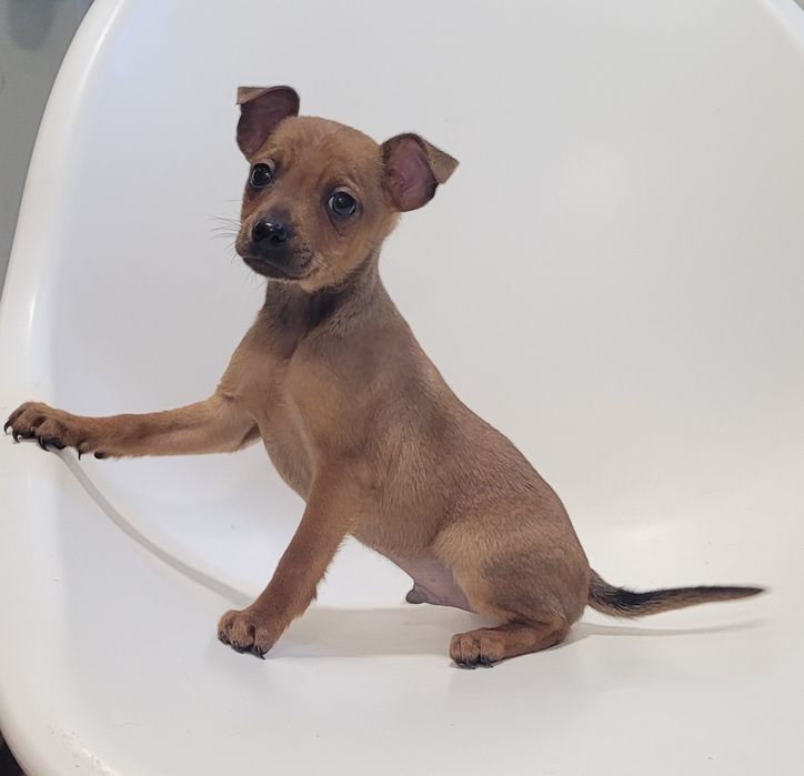 Pinscher miniatura macho