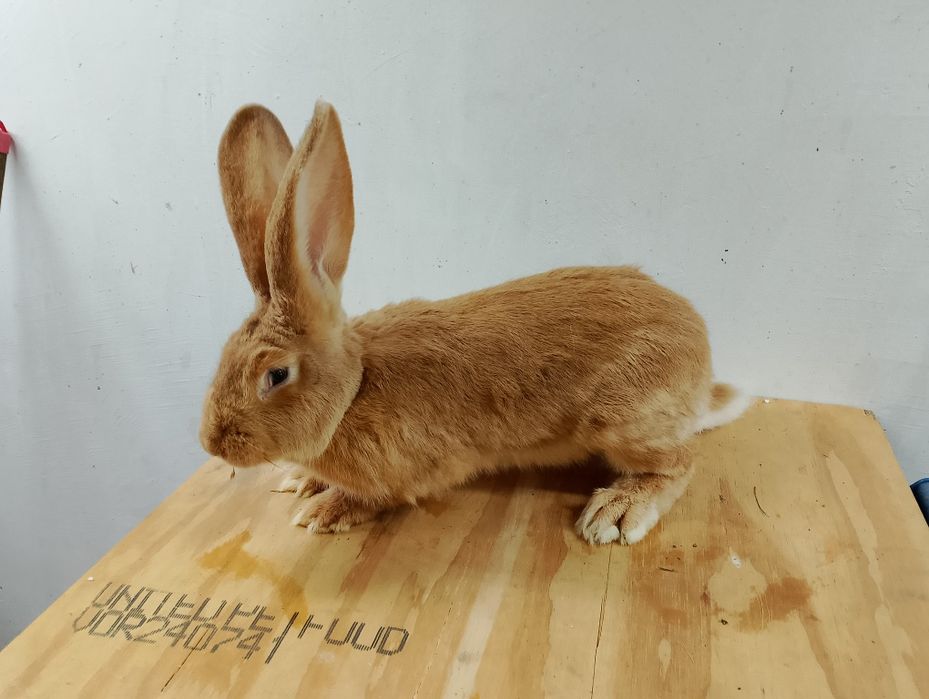 Króliki na ubój , tuszka z królika