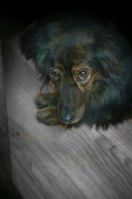 Малюк Блек! Хлопчик друг! 1 рік