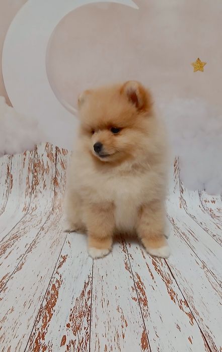 Рудий ведмедик в пошуках родини