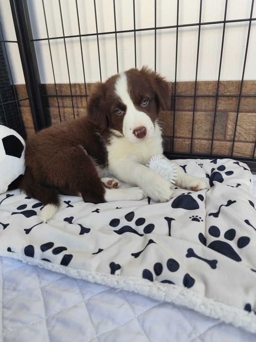 Border collie. Suczka brązowo-biała. Szczeniak