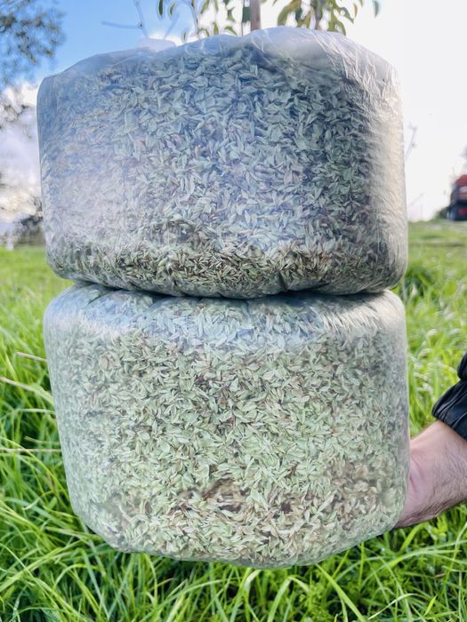 Orégãos Selvagens (folha, sem rama)