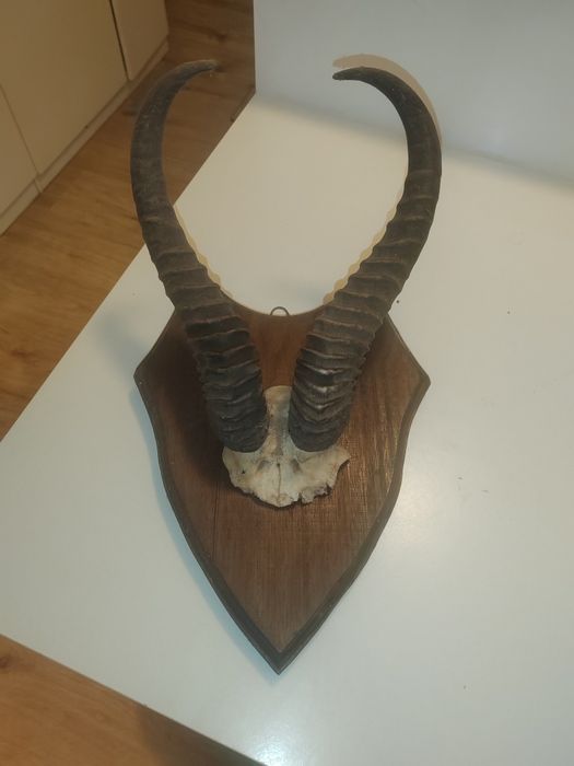 Trefeum myśliwskie kolekcjonerskie