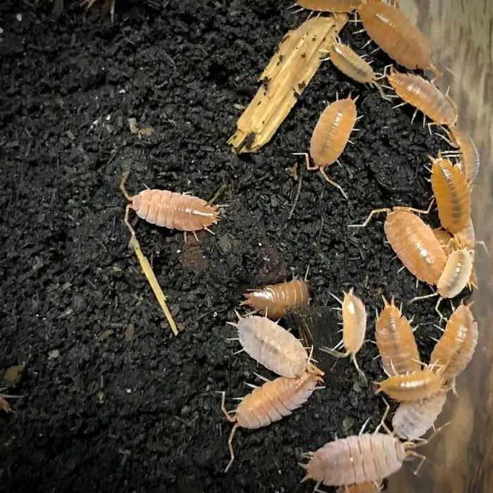 Isopody Porcellionides pruinosus powder orange - 40 szt.