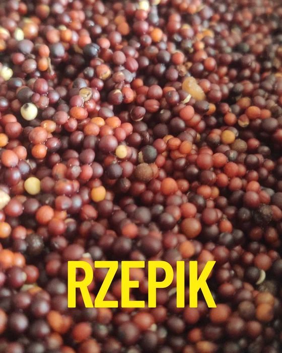 Rzepik 1kg gotowy do użycia