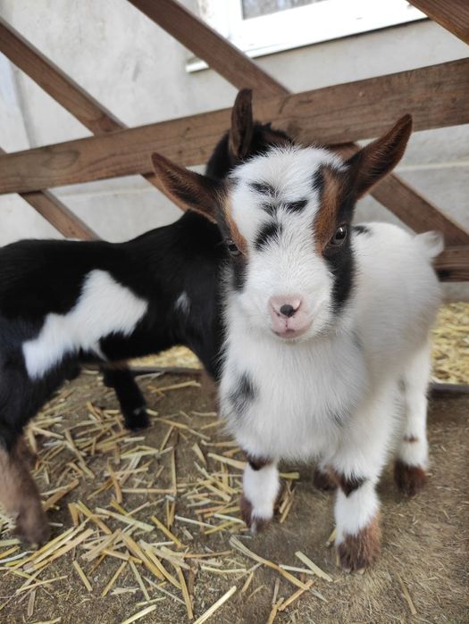 Продам камерунских козлята то