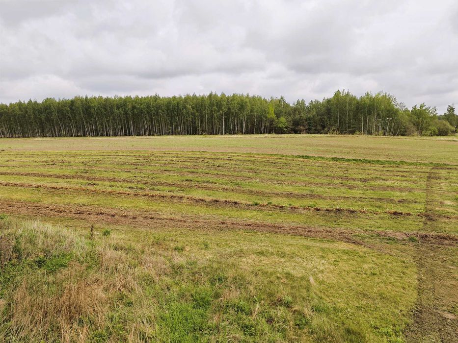 Nieruchomość rolna 2,95 ha Pękoszew, gm. Kowiesy - Widok 3