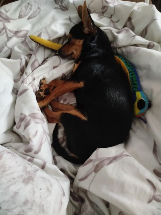 Pińczerki miniaturowe