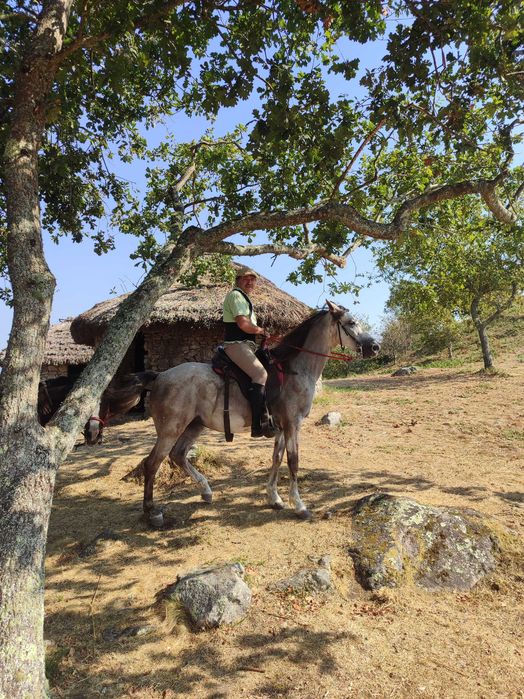 Egua lusoarabe com livro verde