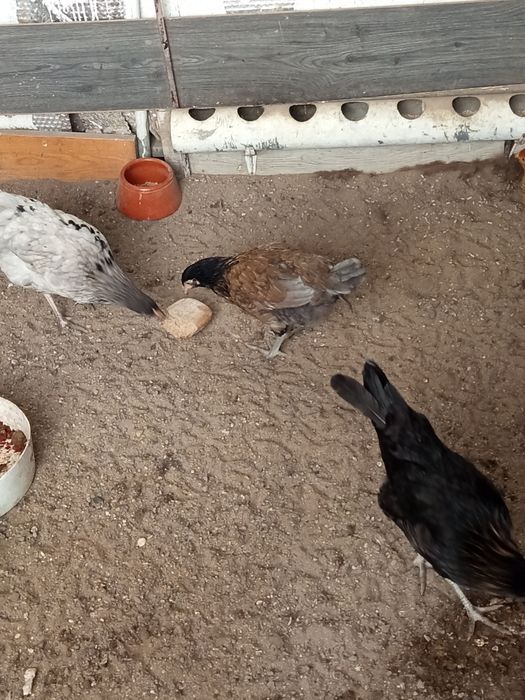 Animais saudáveis e  desparasitados