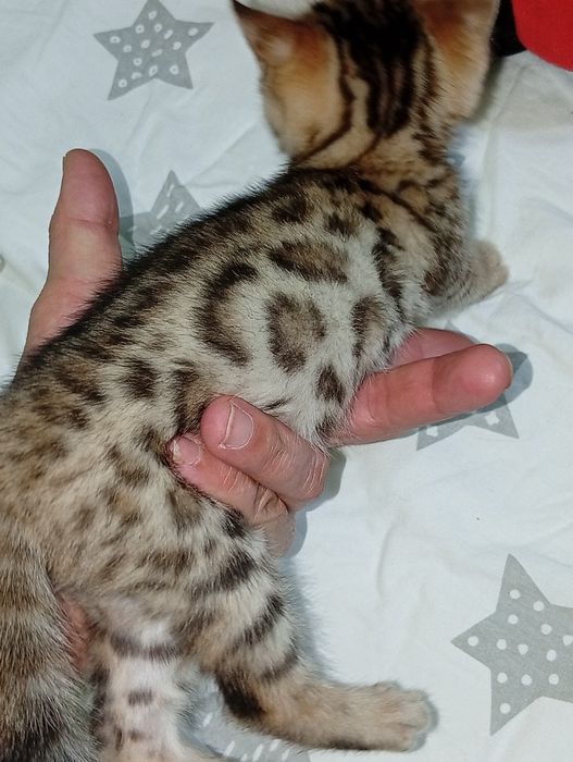 Бенгальский мальчик  wild color pattern