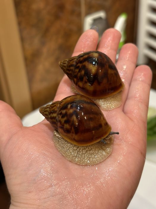 Achatina achatina Tiger giant African snail Nominal