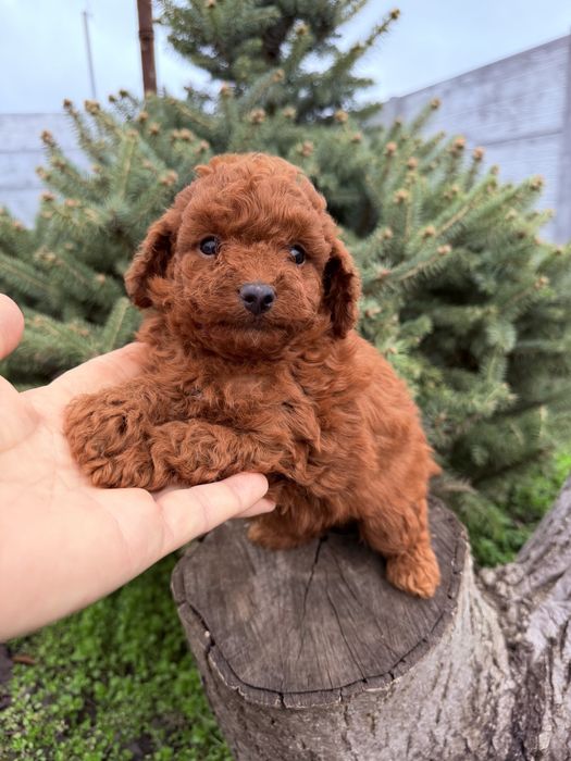 Дівчинка той пудель